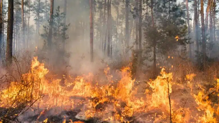 Wildland Urban Interface California